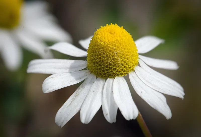 Macro of a single chamomile flower with a domed golden-yellow centre and swept-back white petals, against a soft blurred green-brown background