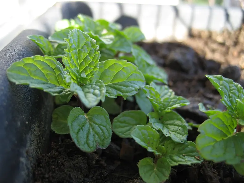 Young peppermint plants with bright green, crinkled, toothed leaves catching the sunlight in a planter of dark soil