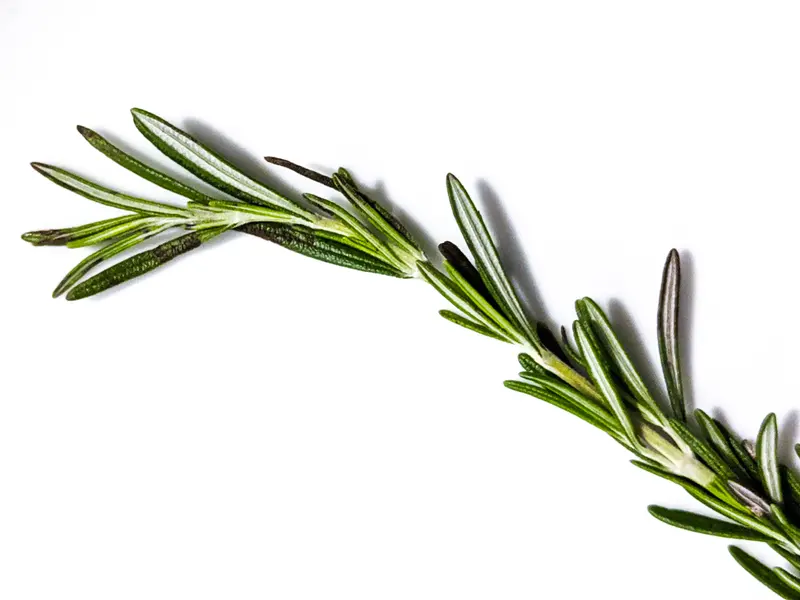 A single sprig of fresh rosemary with narrow, needle-like green leaves curving across a plain white background
