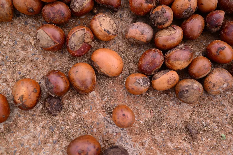 Overhead view of glossy brown shea nuts, some with cracked shells, scattered on dusty reddish earth in Ghana
