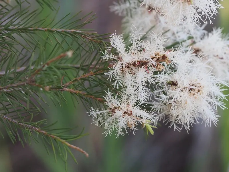 Close-up of fluffy cream-white tea tree flowers and fine needle-like green leaves of Melaleuca alternifolia against a soft blurred green background