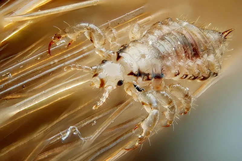 Highly magnified head louse, a pale translucent six-legged insect with claw-tipped legs, clinging to golden strands of human hair