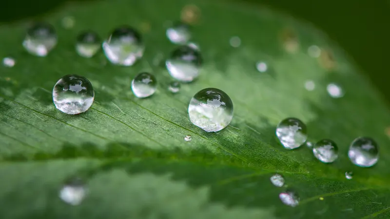 Macro of clear, round water droplets beaded on the surface of a deep green leaf, with soft out-of-focus droplets in the background